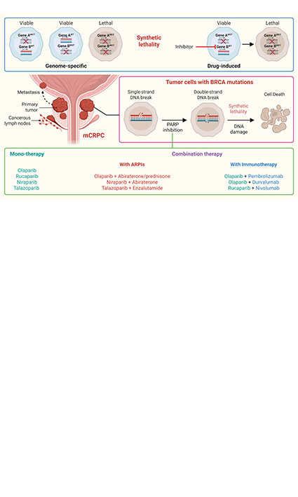 Synthetic Lethality in Prostate Cancer: Evaluating the Role of PARP Inhibitors in BRCA-Mutated mCRPC