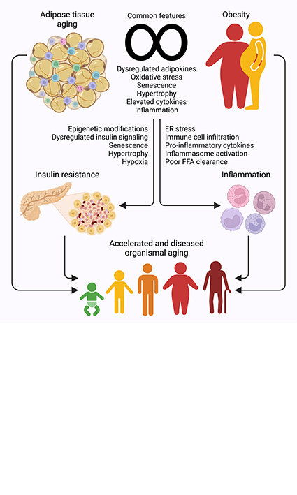The role of adipose tissue aging in organismal aging